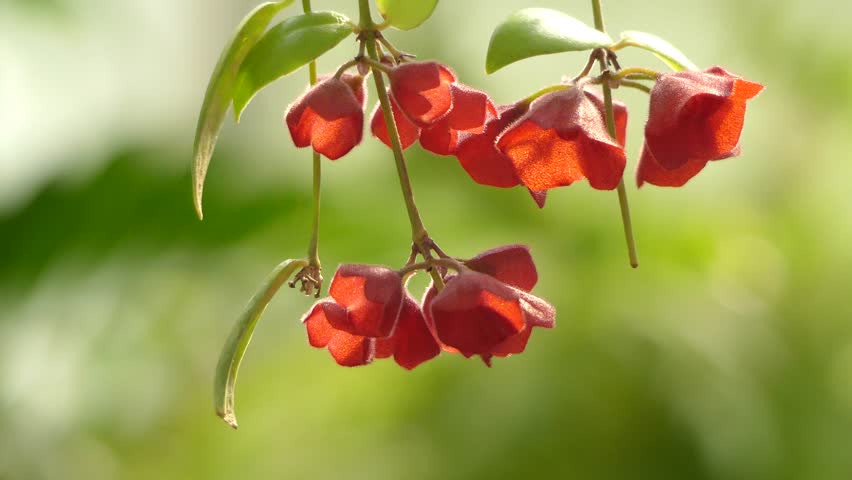 Header of Aeschynanthus tricolor