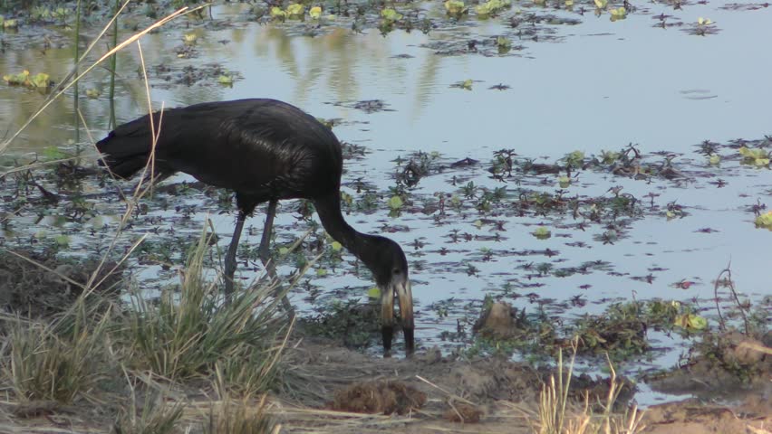 Header of African openbill