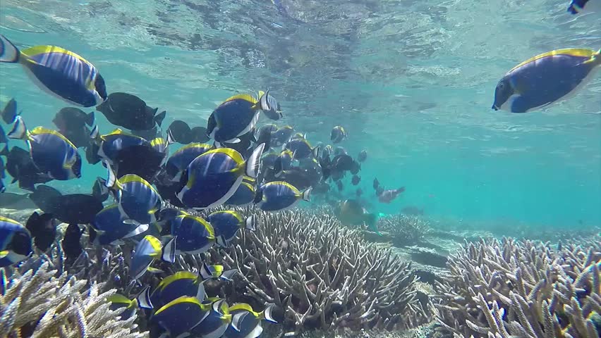 Header of Acanthurus leucosternon