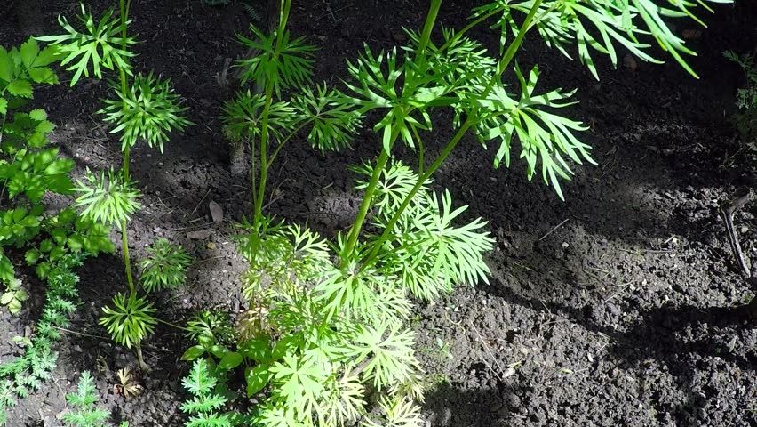Header of aconite