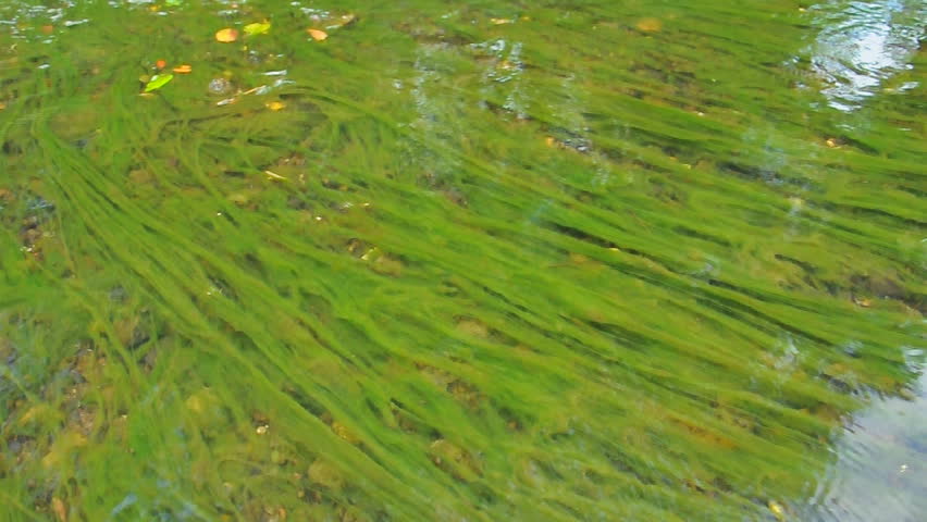 abstract organic slimy substance with algae in water stock abstract organic slimy substance with algae in water stock
