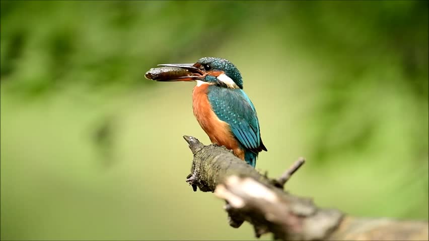 Header of Alcedo Atthis