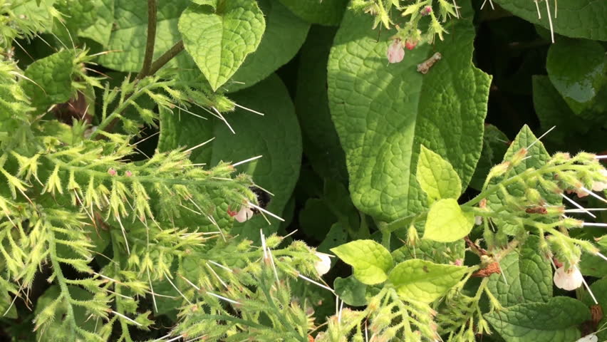 Header of hummel