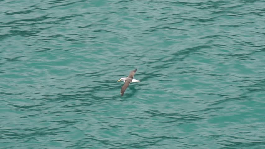 Header of Albatros