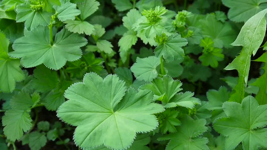 Header of Alchemilla vulgaris