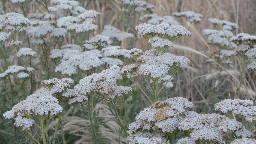 Header of Achillea