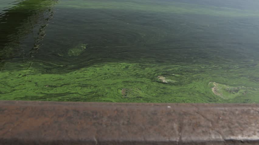 Header of Algal Bloom