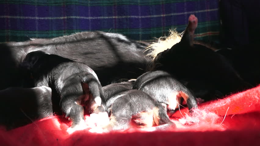 Header of squirm