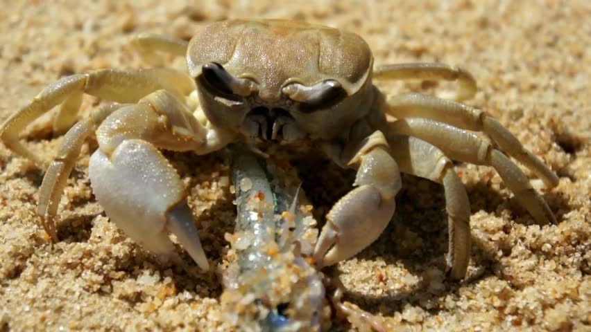 Large Crab Eats A Fish On The Beach Stock Footage Video 2865667