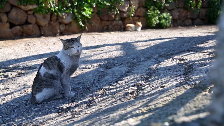 Header of Alley Cat