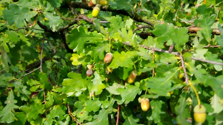 oak-leaf-cluster-vid-01-stock-footage-video-3029719-shutterstock