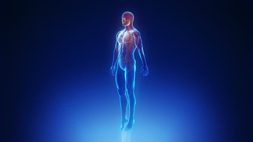 X-ray Scan Of Full Body Human Muscles, Skeleton And Organs Anatomy
