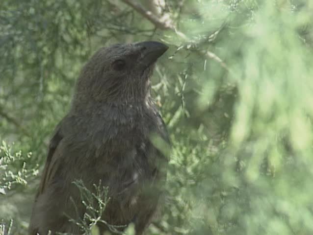 Header of Apostlebird