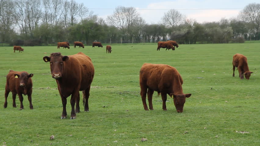 Angus Calfs Live Stock For Sale Northern Ireland Farm Deal Ni