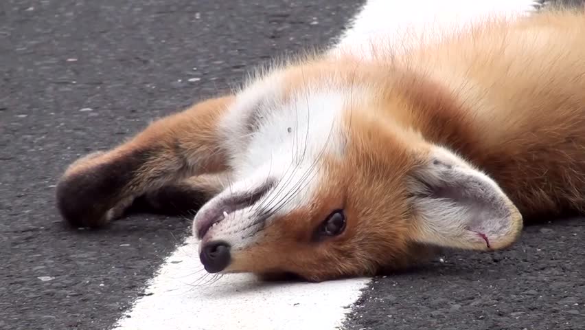 dead-fox-stock-footage-video-3526994-shutterstock