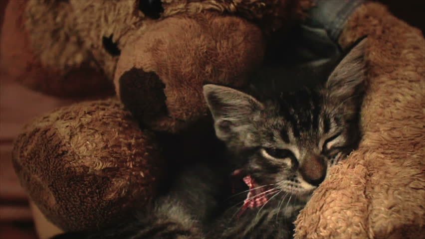 kitten hugging teddy bear