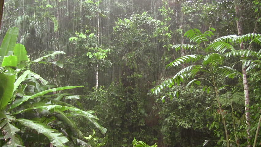 tropical-rainforest-wallpapers-wallpaper-cave