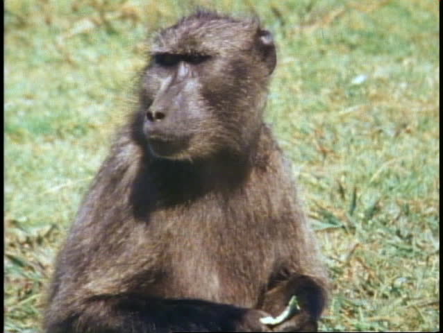 Cape Town, South Africa, Baboon With Baby, Close Up, Zoom ...