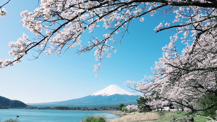 Mt. Fuji In Spring Stock Footage Video 3855335 - Shutterstock