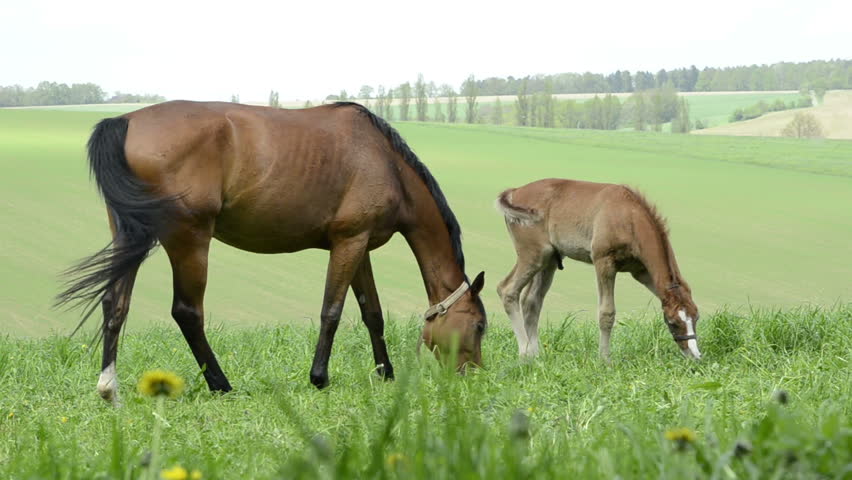 Header of warmblood