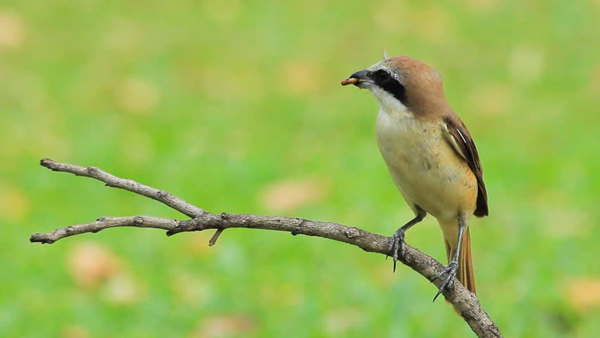shrike bird eating a worm shrike bird on a branch with a shrike bird eating a worm shrike bird on a branch with a