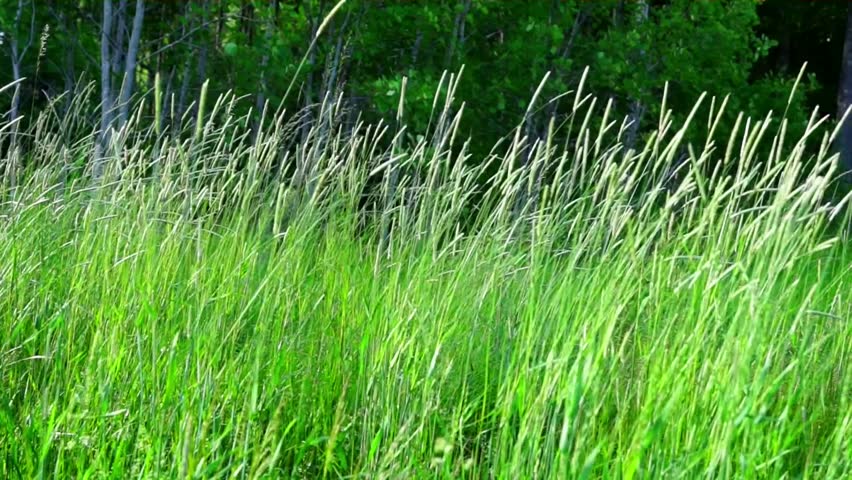 Tall Grass Blowing In The Wind Stock Footage Video 4086010 Shutterstock 