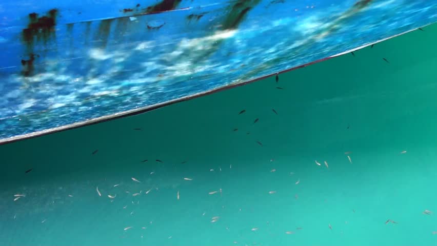Cool Indoor Pools With Fish compete swimmers training in an indoor pool stock footage video Cool Indoor Pools With Fish compete swimmers training in an indoor pool stock footage video