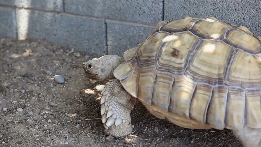 Header of African Spurred Tortoise