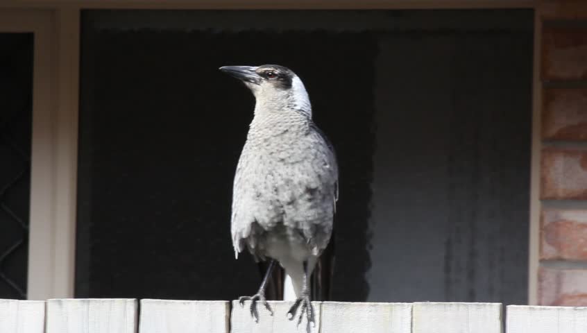 gymnorhina tibicen australian magpies also called flute gymnorhina tibicen australian magpies also called flute
