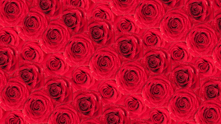 Beautiful Roses Wallpaper. Animated Background. Stock Footage Video