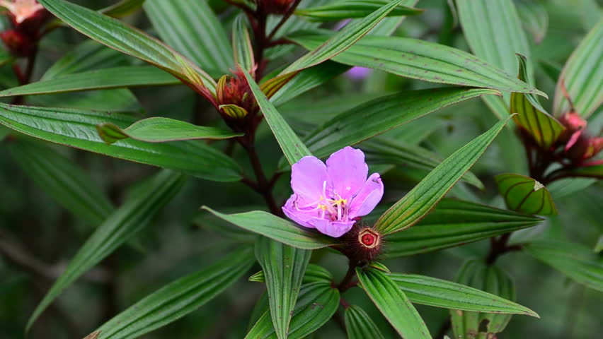 Header of Indian rhododendron