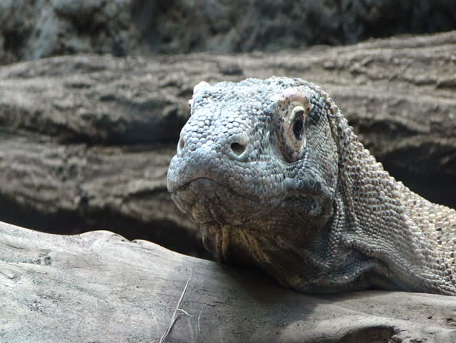 Komodo Dragon - Monitor Lizard [varadus Komodoensis] Woodland Park Zoo 