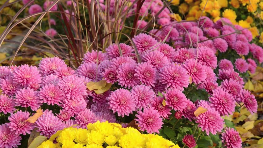 Chrysanthemums Chrysanthemum Stock Footage Video 4788365 