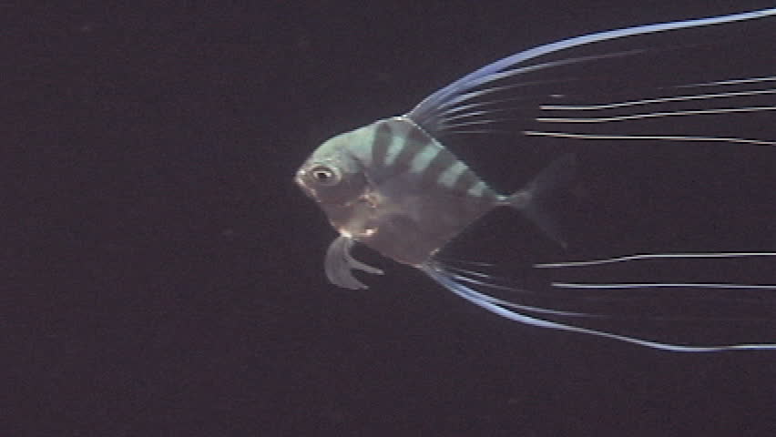 Header of African Pompano
