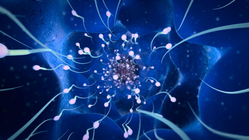 卵巢视频素材-站酷海洛创意正版图片,视频,音乐