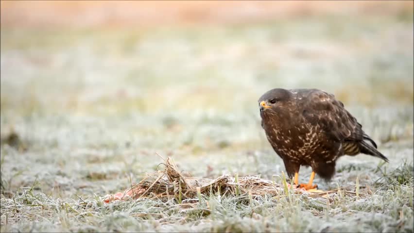 common-buzzard-eating-carcass-buteo-buteo-stock-footage-video-5179025