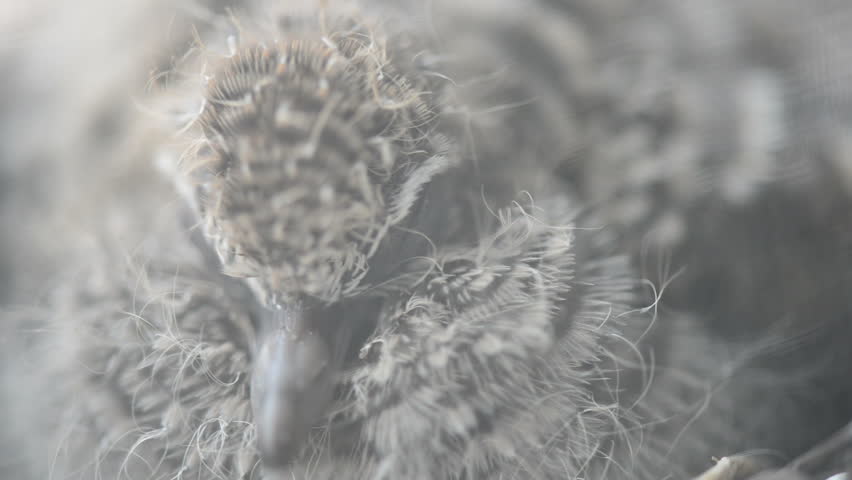 baby bird are sleeping on nest in winter stock footage baby bird are sleeping on nest in winter stock footage