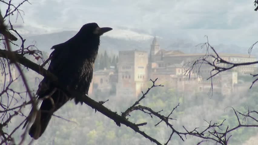 Three black crows sat on a tree