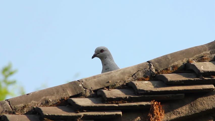 roof pigeons shutterstock