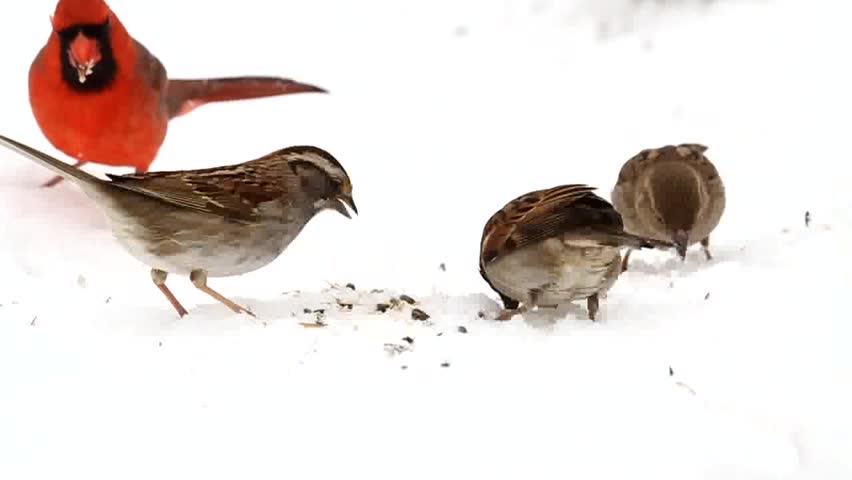 northern cardinal and other songbirds eating seeds in the northern cardinal and other songbirds eating seeds in the