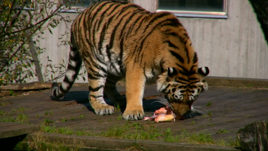 Siberian Tiger Eating Meat 2 Stock Footage Video 568543 Shutterstock