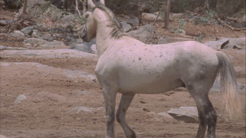 Header of brumby