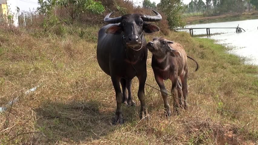 A Cow And Her Calf. Domestic Asian Water Buffalo (Bubalus Bubalis