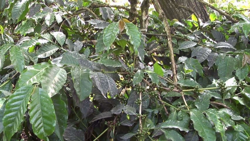Tanzania Coffee Beans,Kona Beans咖啡店,Green Beans图片_点力图库