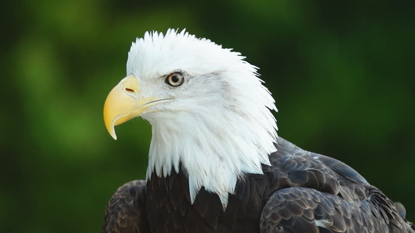 American Bald Eagle Haliaeetus Leucocephalus Is The National Bird And 