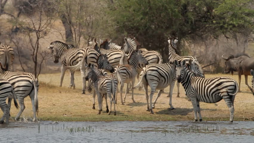 Tracking Past Large Herd Of Zebras Drinking From The Waters Edge. Stock 