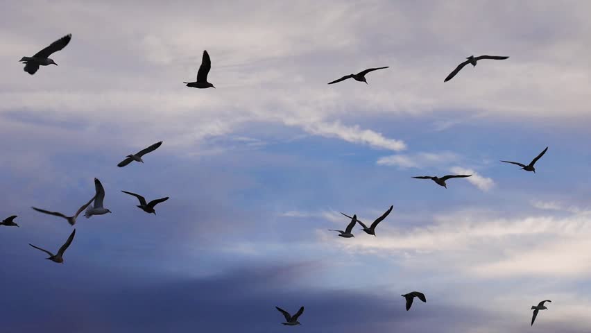 Seagulls Flying In Slow Motion Stock Footage Video 7739107 Shutterstock