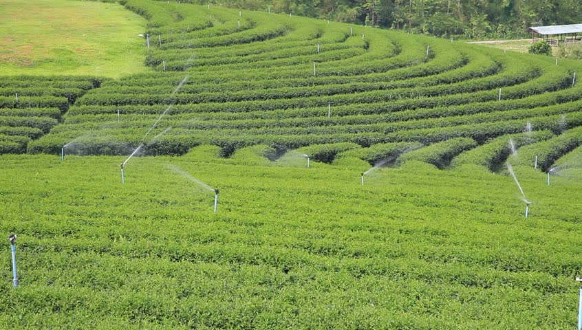 plantation irrigation & landscaping