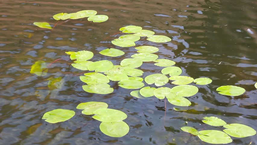 floating lily pads for swimming pools