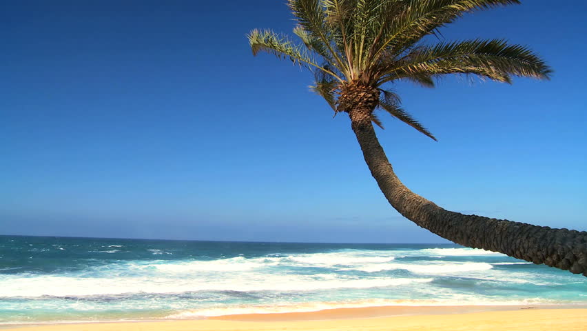 curved palm tree in close up with intense blue sky curved palm tree in close up with intense blue sky